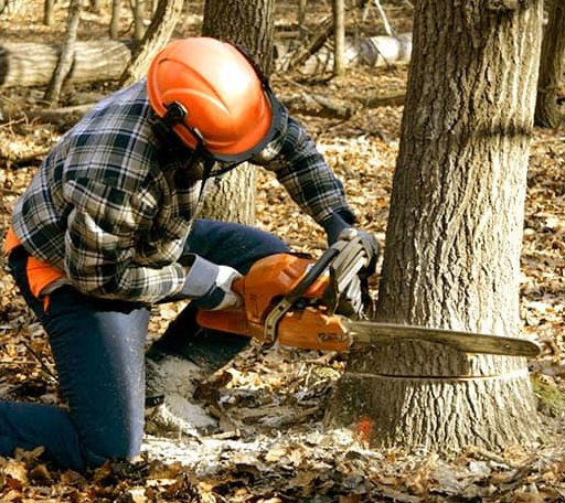 Tree Removal in Ashton, WV